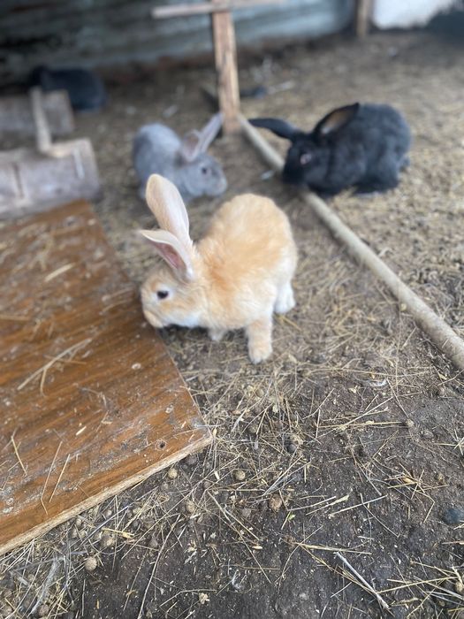 Кролики                   .