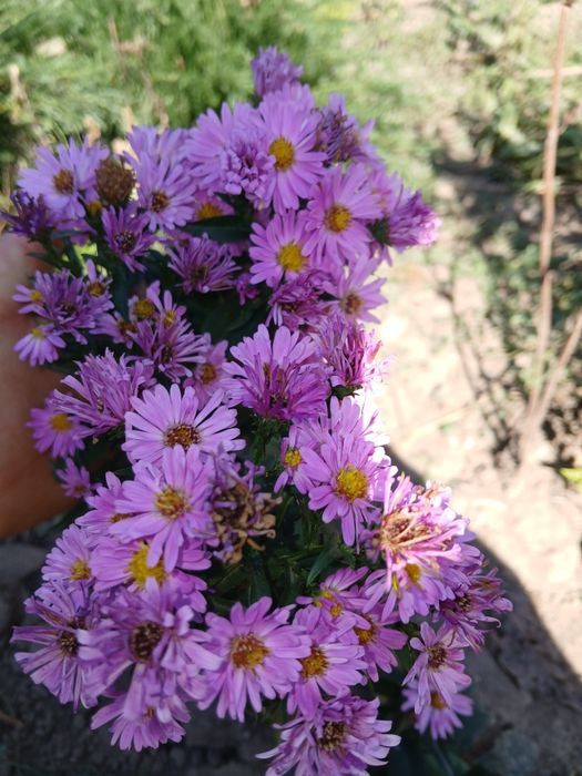 Flori perene la 15 lei