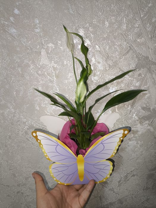 Подарки цветы живые