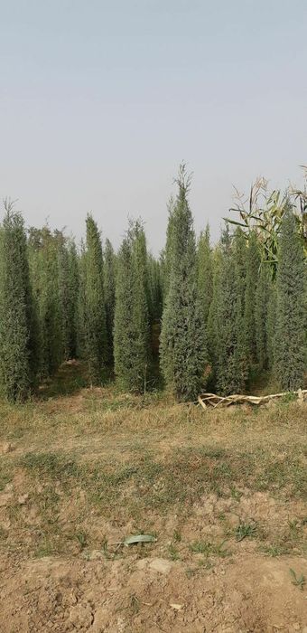 Продам голубые кипарисы.