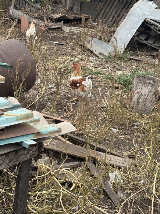 Продам молодых  петушков