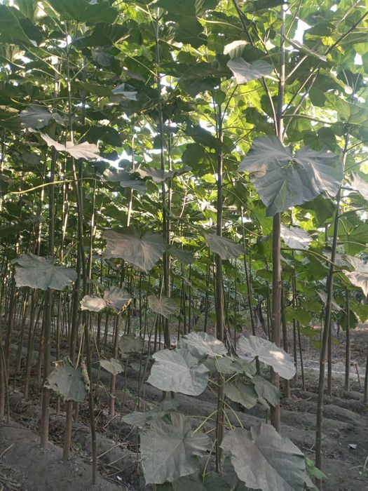 Pavlonita kochatlari