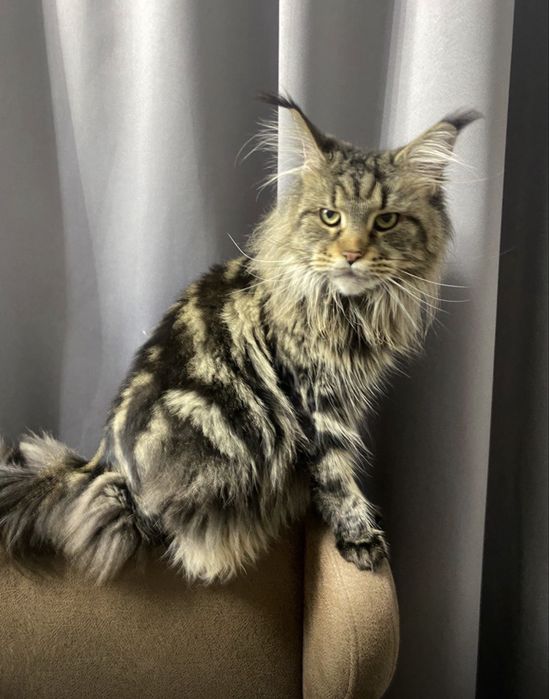 Маленький принц Мейн-кун