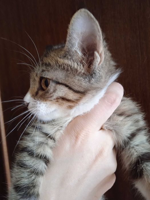 Пушистый котёнок в добрый ручки, девочка 2 с половиной месяца.