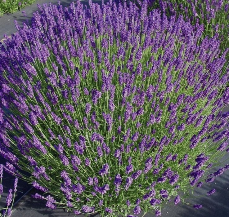 Лаванда узколистная 15000