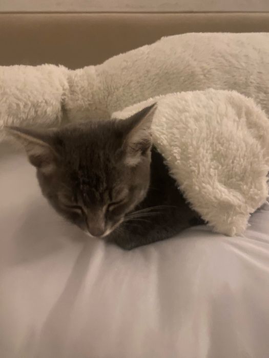 Кошка 6 месячная