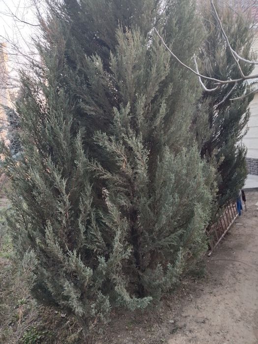 Мажевеник сатылады