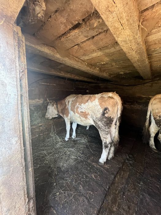 Junincă de vânzare