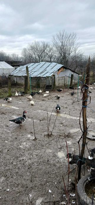 Vand rate mute si gaini americane