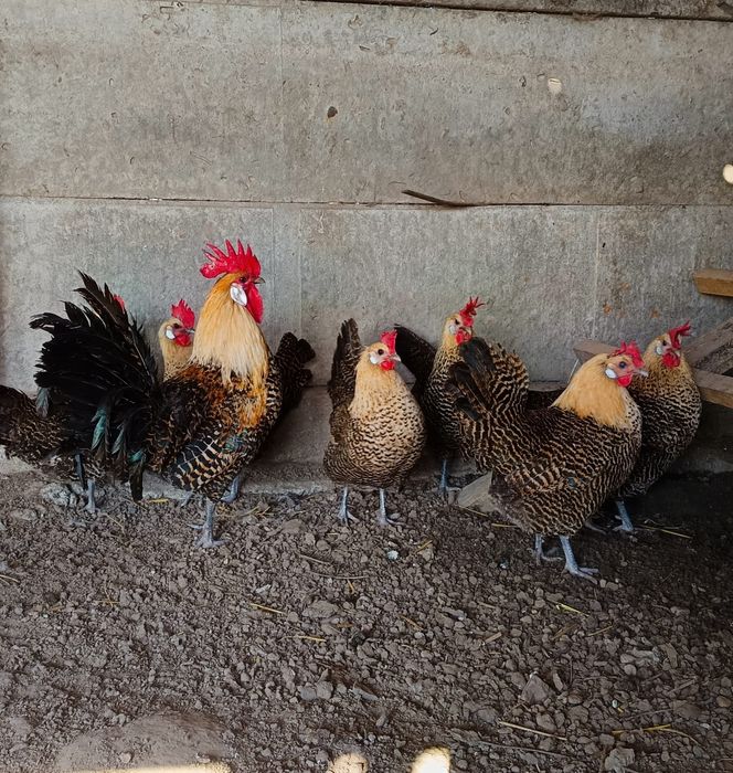 Ouă incubat găini brakel auriu