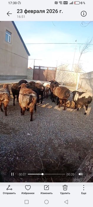 Қозы қошқар сатылады