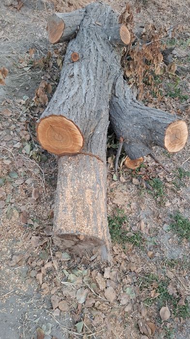 Утин сотилади...