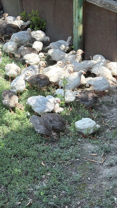 Цесарята цесарок цыплята куры цецарки