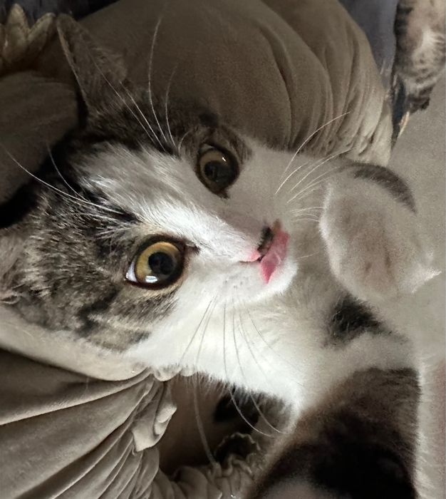 Кошечка Бэлла , 1 годик