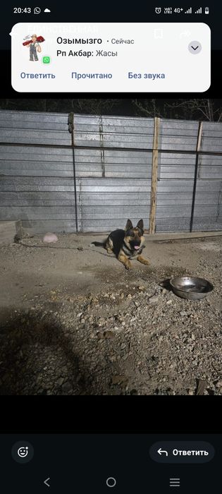 Немецкая овчарка