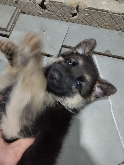 Продам шенка немецкой овчарки