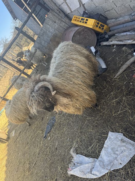 Vand doi berbeci de anul trecut