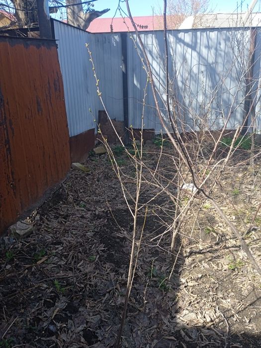 Продам Вишню сливу