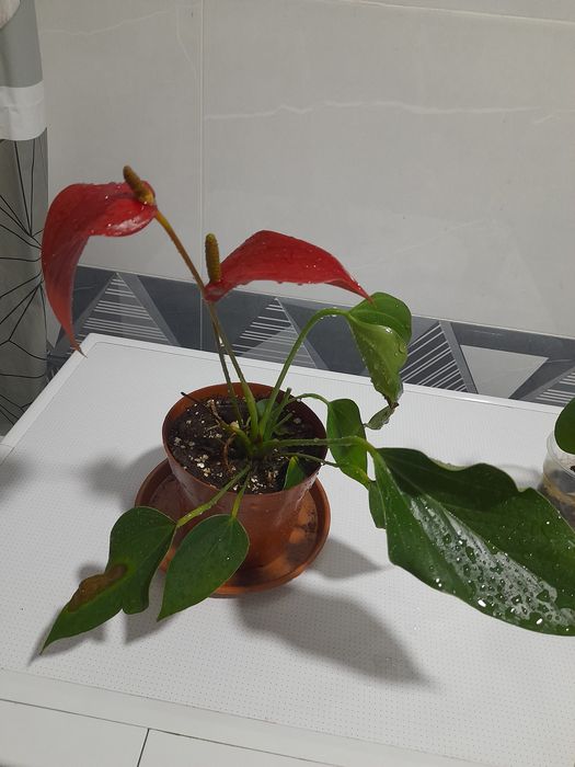 Антуриум Anturium Lola sоrti 38 ming so'm Комнатных цветок