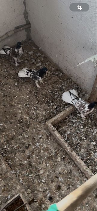 Широко хвостые голуби