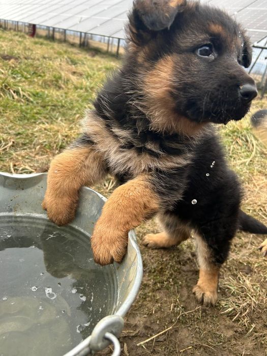 Vand pui ciobanesc german