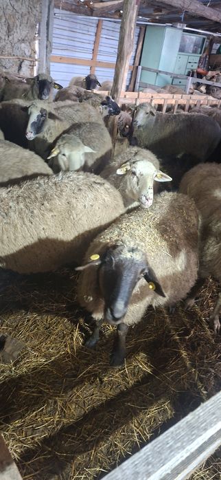 Vand oi tinere depuse de fătare