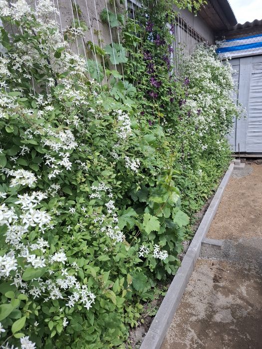 Клематис. "Ароматное облако"