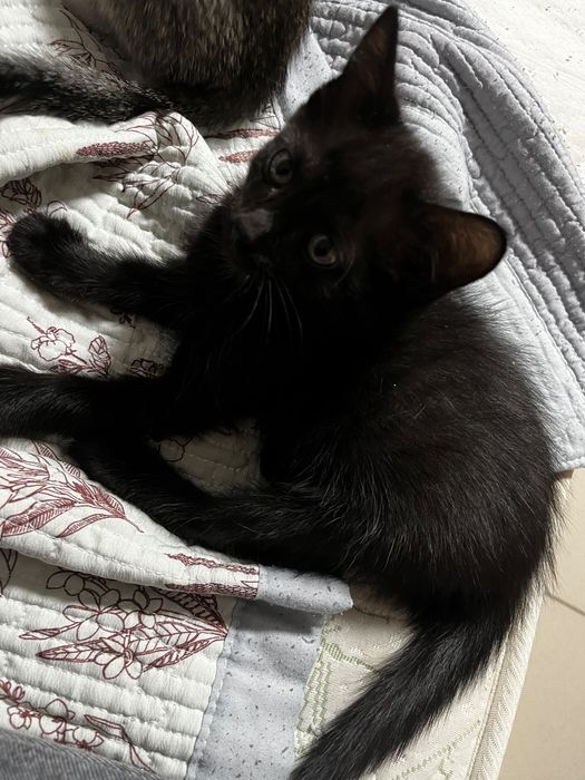 Отдам в хорошие руки,трех месячных котят