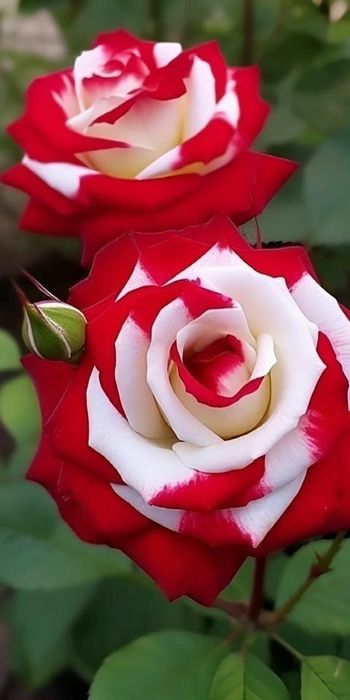 Trandafiri Tufa (Culori deosebite Intens Parfumați)