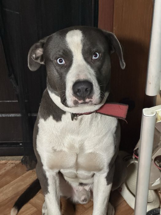 Кобель ищет суку