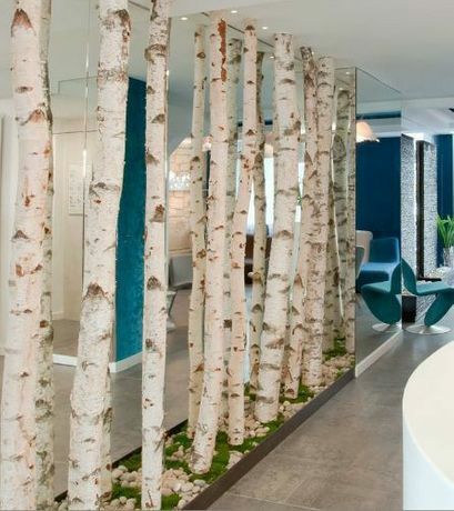 Mesteacan alb pentru decor. Trunchiuri