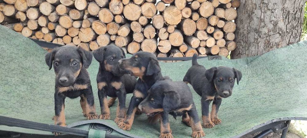 Щенки породы Ягдтерьер, чистокровные (сентябрь 2024)