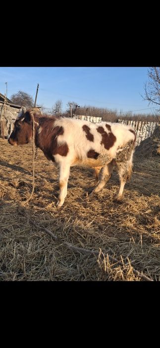 Продам быка на доращивание