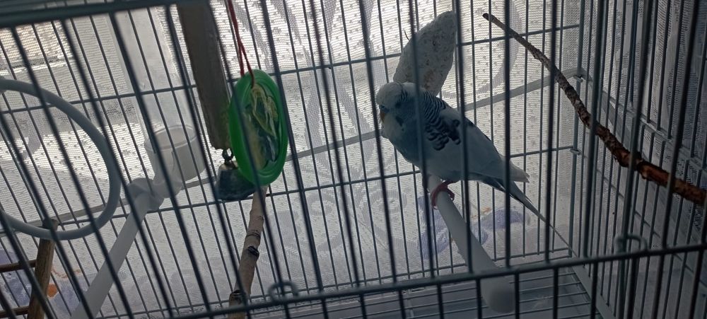 Продам игривого милого попугайчика
