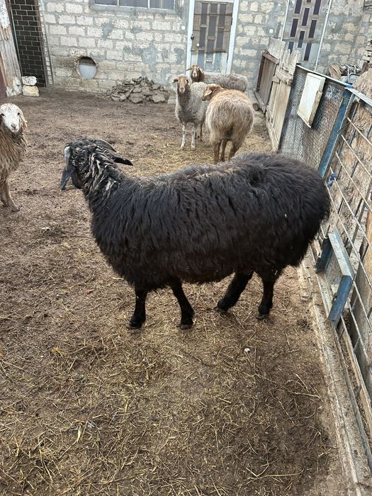 Кошкар сатылады