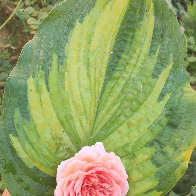 Хосты и другие многолетники