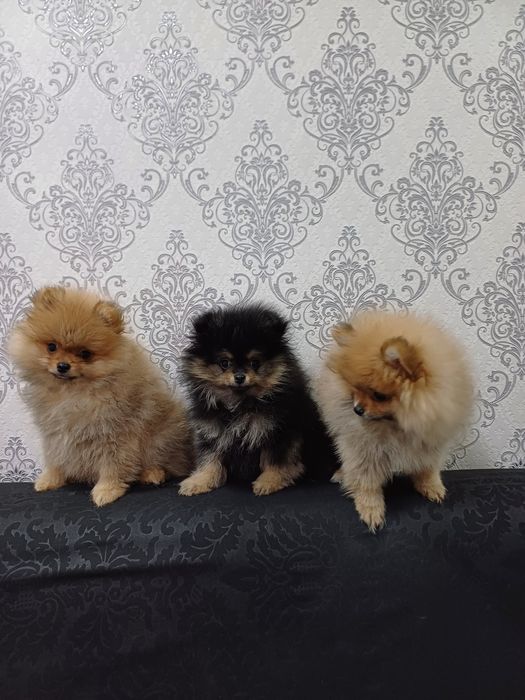 Померанские шпицы