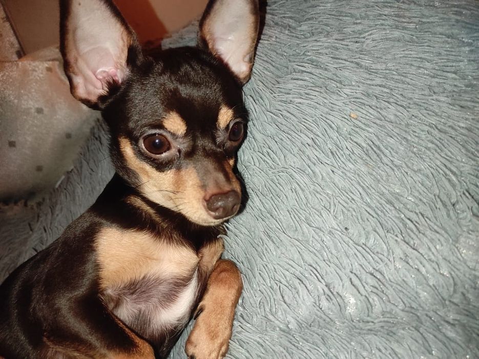 Вязка тойтерьер 5000