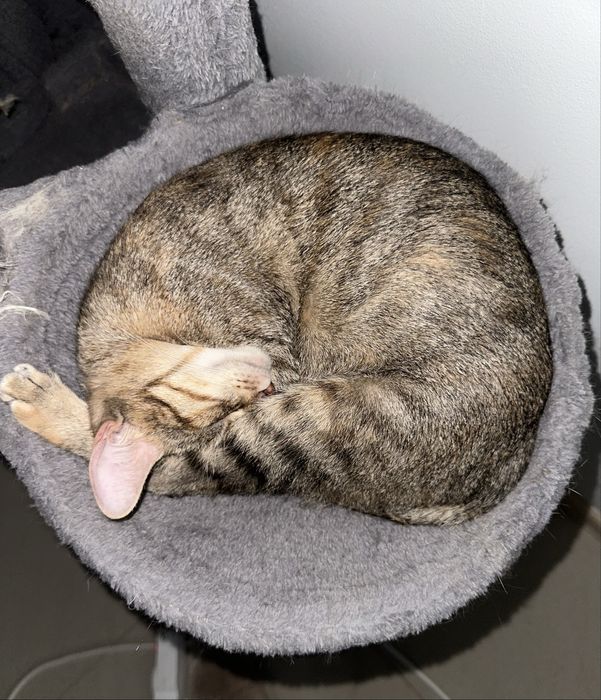 Търси се любящ дом за гальовна котка Зевс