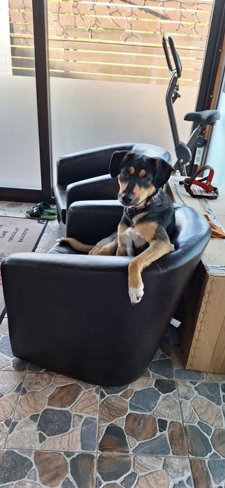 Donez cățelușa pentru adoptie