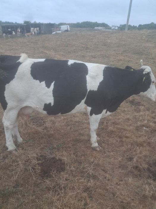 Vând vaca gestanță în șapte luni e