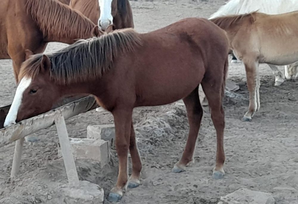 Жабағылар сатылады