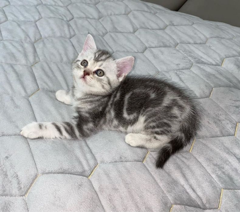 Шотландские мишки