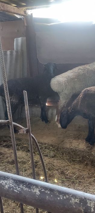 Продам срочно бараны