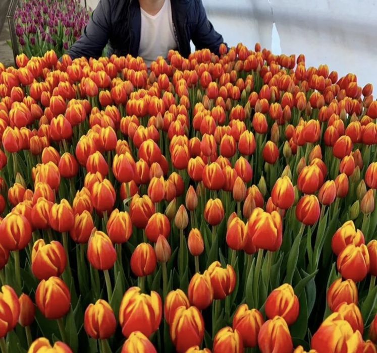 Тюльпаны оптом на заказ