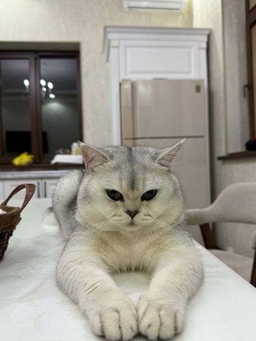 Серебристый шиншилла