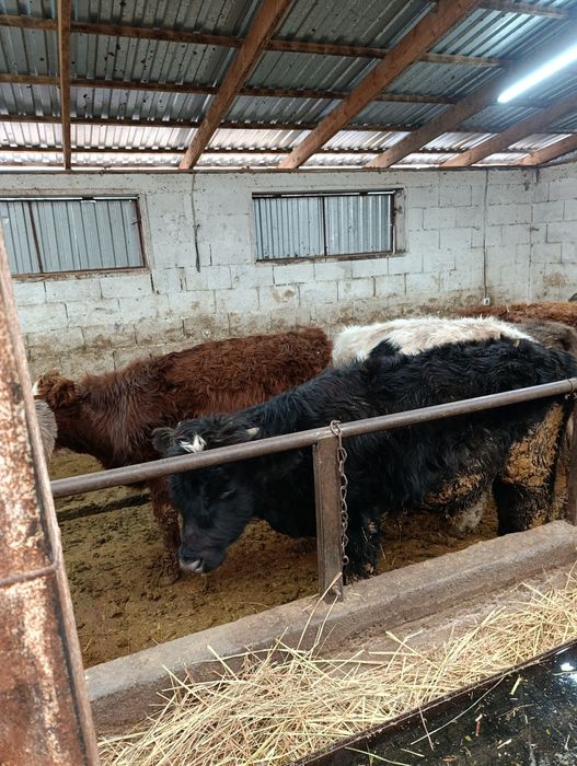 Продаются бычки подсосы