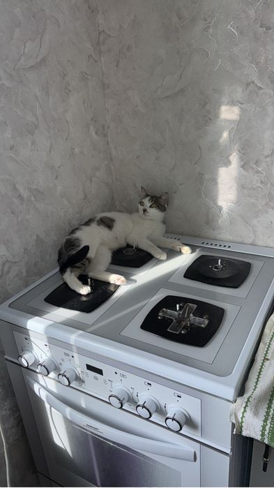 Отдам кошку в добрые руки
