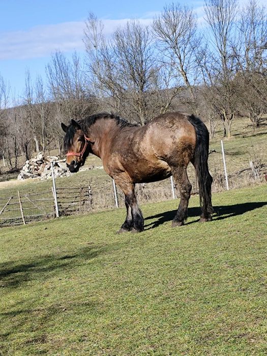 Vând iapa semigreu ,6 ani acte tot