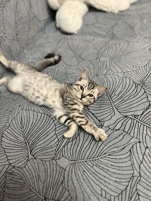 Котенок бесплатно